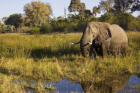 African elephant (Loxodonta africana), Savuti, Chobe National Park, Botswana, Africa