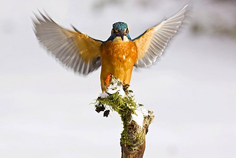 Kingfisher (Alcedo atthis) in winter landing on a snow-covered branch, Germany, Europe