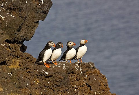 Atlantic Puffins (Fratercula arctica), Westman Islands, Iceland, Europe