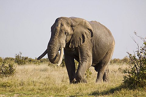 African elephant (Loxodonta africana), Moremi Game Reserve, Botswana, Africa