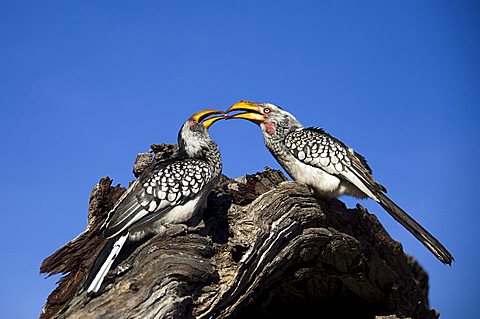 Eastern Yellow-billed Hornbill (Tockus flavirostris), Savuti, Chobe National Park, Botswana, Africa