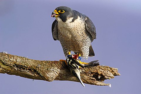 Peregrine Falcon (Falco peregrinus) with his prey, a dead chaffin, Germany