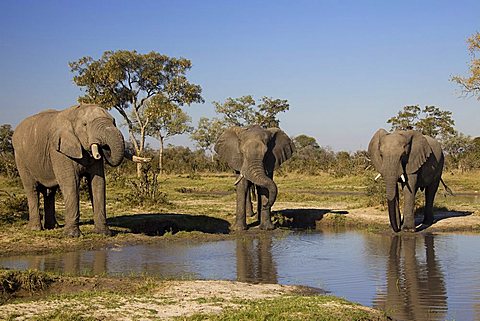 African Bush Elephants (Loxodonta africana) at a waterhole, Chobe National Park, Botswana, Africa