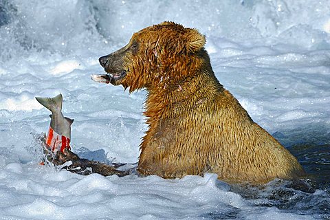 Brown bear [Ursus arctos) with a caught salmon underneath the waterfall, Brooks River, Brooks Falls, Katmai National Park, Alaska, USA