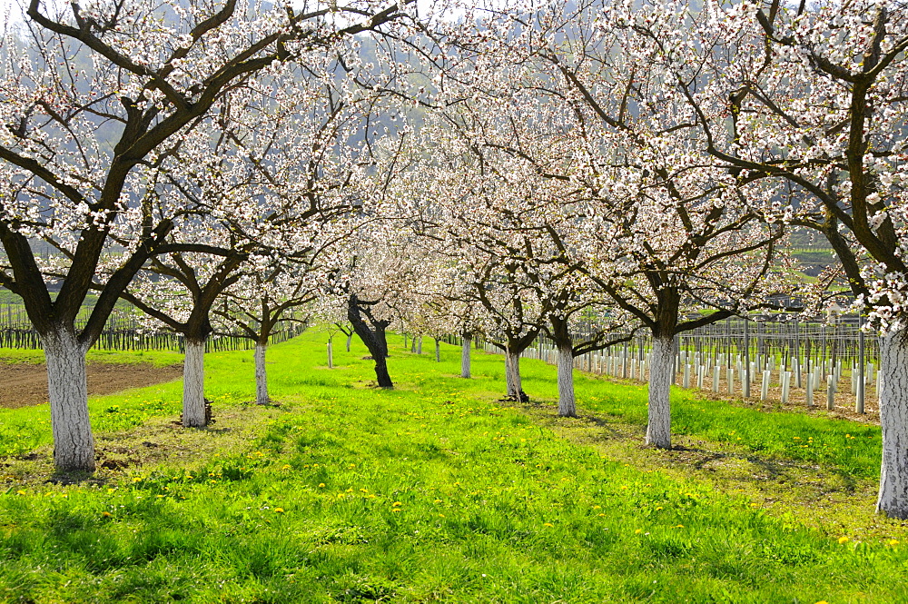 Apricot trees (Prunus armeniaca) in bloom, Wachau, Austria's biggest apricot growing area, Lower Austria, Austria, Europe