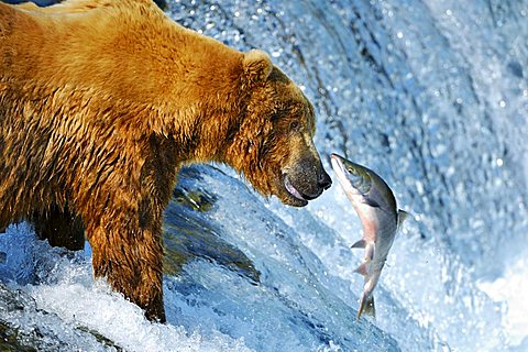 Brown bear [Ursus arctos) trying to catch a salmon on the waterfalls, Brooks River, Brooks Falls, Katmai National Park, Alaska, USA