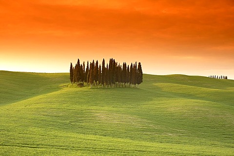 Evening mood, cypress grove near Montalcino, Tuscany, Italy, Europe