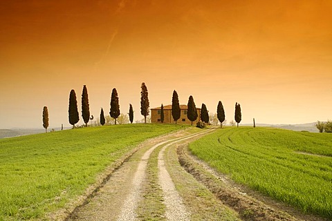 Evening mood, farm near Pienza, row of cypress trees, Tuscany, Italy, Europe