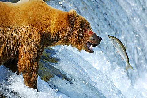 Brown bear [Ursus arctos) trying to catch a salmon on the waterfalls, Brooks River, Brooks Falls, Katmai National Park, Alaska, USA