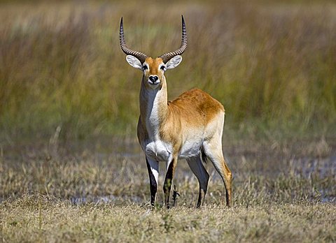 Lechwe (Kobus leche), Moremi Game Reserve, Botswana, Africa