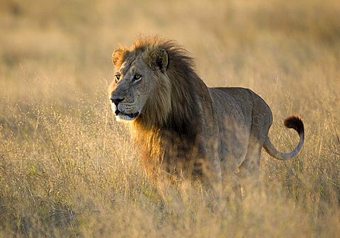 Lion (Panthera leo) in the last evening light, male, Moremi National Park, Moremi Wildlife Reserve, Okavango Delta, Botswana, Africa