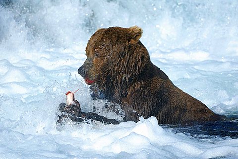 Brown bear [Ursus arctos) with a caught salmon underneath the waterfalls, Brooks River, Brooks Falls, Katmai National Park, Alaska, USA