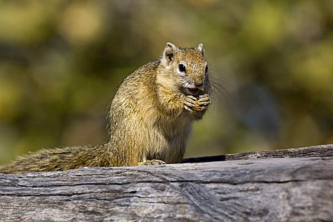 Yellow-footed Squirrel, Tree Squirrel or Smith's Bush Squirrel (Paraxerus cepapi), Savuti, Choe National Park, Botswana, Africa