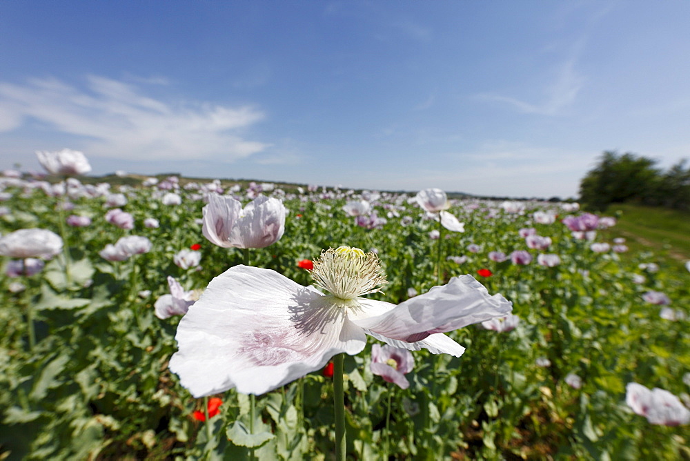 Field with poppies (Papaver somniferum), Weinviertel region, Lower Austria, Austria, Europe