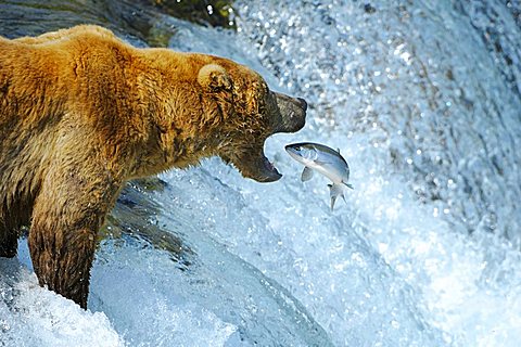 Brown bear [Ursus arctos) trying to catch salmons, Brooks River, Brooks Falls, Katmai National Park, Alaska, USA