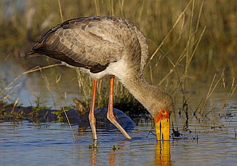 Yellow-billed Stork (Mycteria ibis), Moremi National Park, Moremi Wildlife Reserve, Okavango Delta, Botswana, Africa