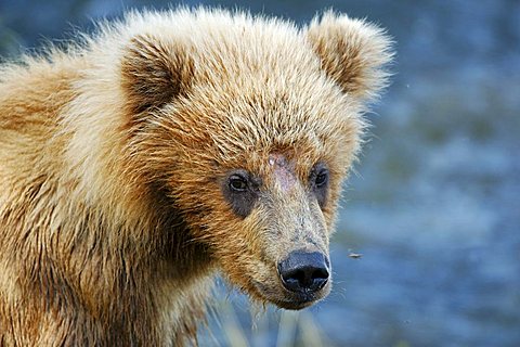 Brown bear [Ursus arctos), young animal Katmai National Park, Alaska, USA