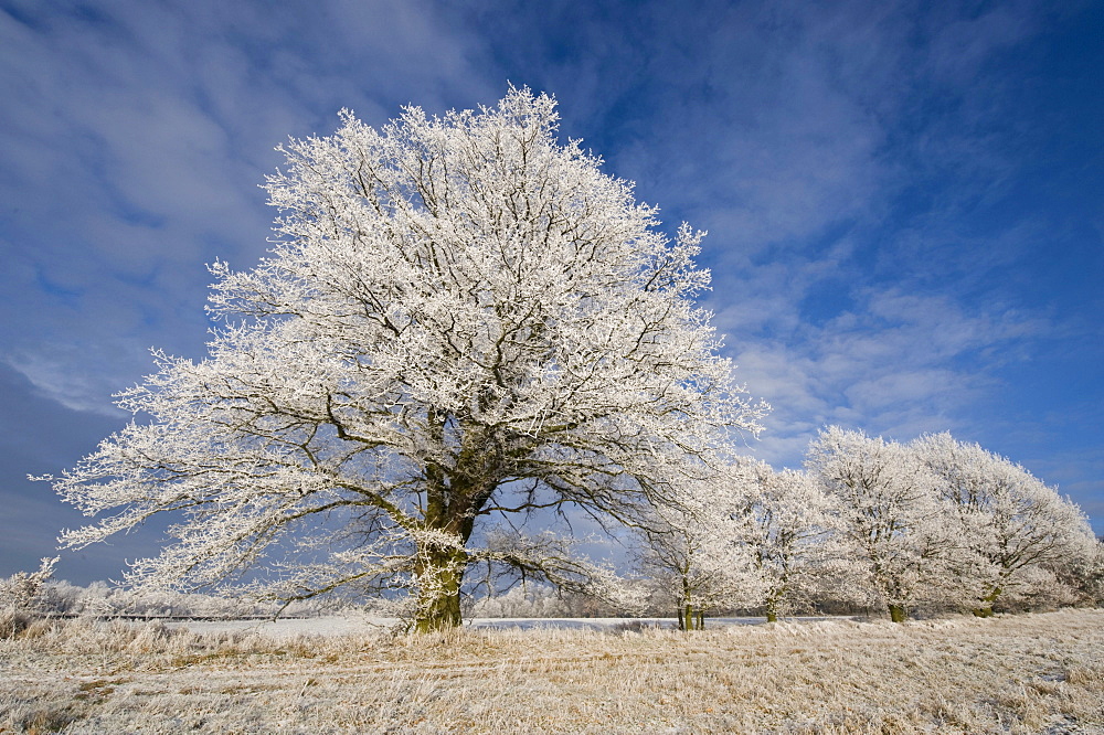 Oak with hoarfrost, Doernhagen, North Hesse, Germany, Europe