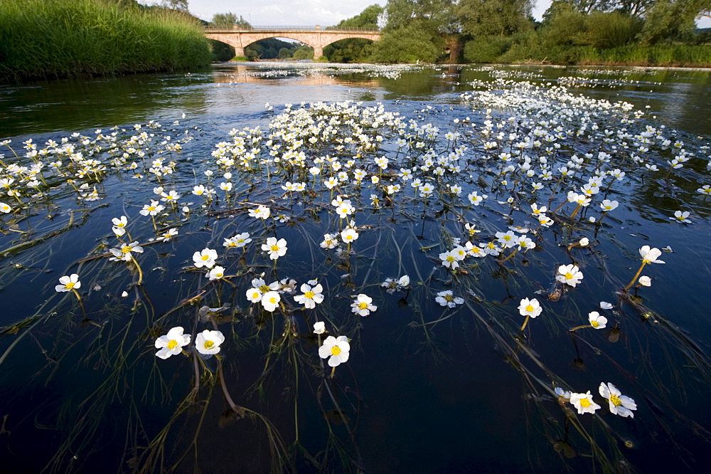 River Water Crowfoot (Ranunculus fluitans), Eder near Wolfershausen, Schwalm-Eder-Kreis, Germany, Europe