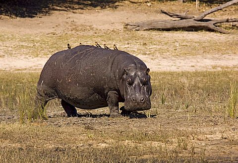 Hippopotamus (Hippopotamus amphibius) at the Chobe River, Chobe National Park, Botswana, Africa