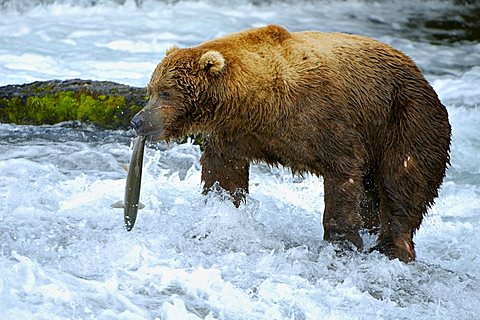 Brown bear [Ursus arctos) walks with a caught salmon through the Brooks River, Brooks Falls Katmai National Park, Alaska, USA