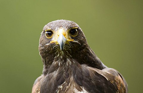 Harris's Hawk (Parabuteo unicinctus), Daun Wildlife Park, Rhineland-Palatinate, Germany, Europe