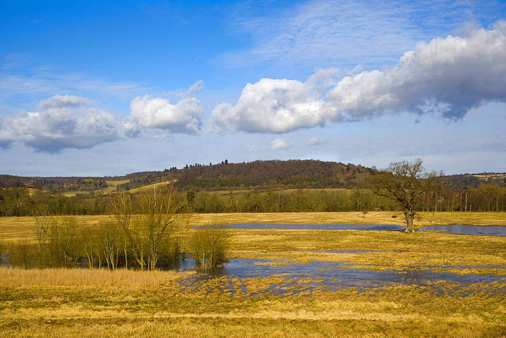 Flooded meadow by Thames downstream of Henley-on-Thames, Oxfordshire, England, United Kingdom, Europe