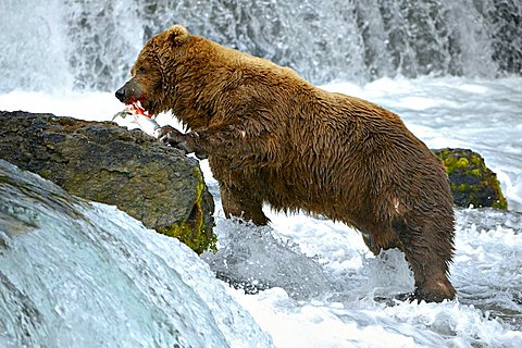 Brown bear [Ursus arctos), eats a salmon in the waterfalls, Brooks River, Brooks Falls Katmai National Park, Alaska, USA