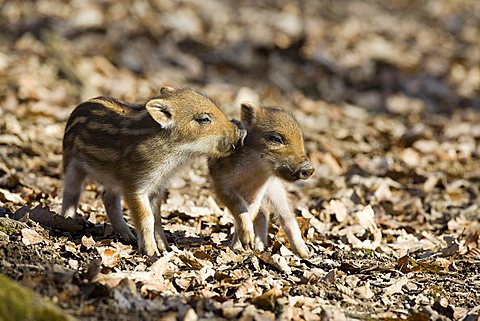 Wild board piglets (Sus scrofa)