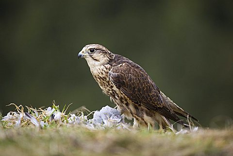 Saker falcon (Falco cherrug), plucking pidgeon, Rhineland-Palatinate, Germany, Europe