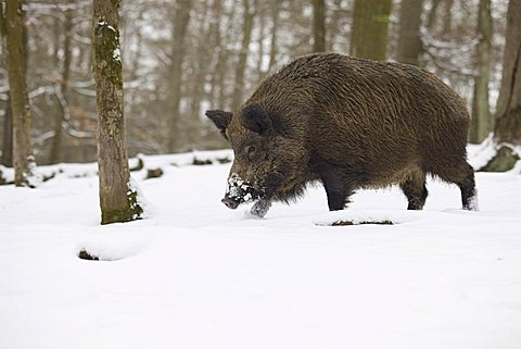 Wild boar (Sus scrofa) in winter