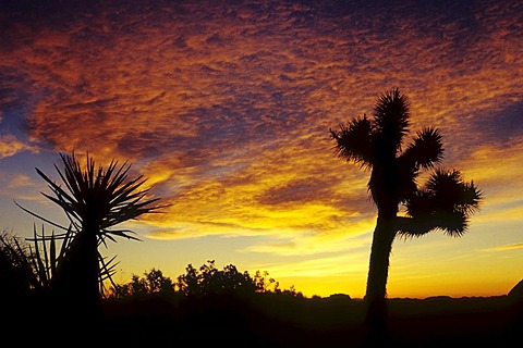 Joshua trees at sunset, Joshua Tree National Park, California, USA