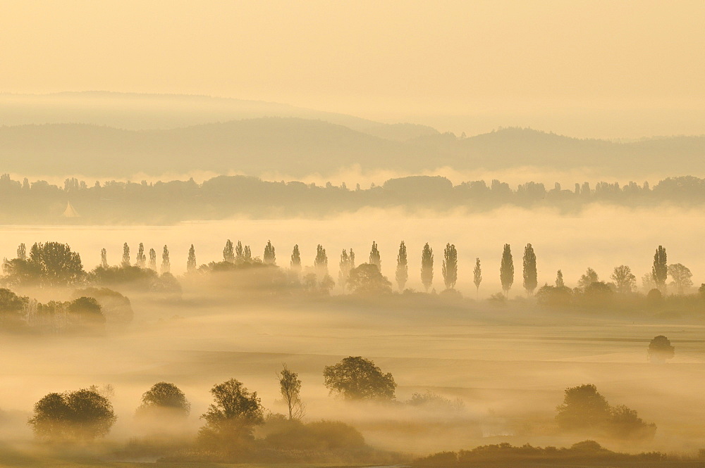 Morning mist in Radolfzeller Aachried, county of Constance, Baden-Wuerttemberg, Germany, Europe