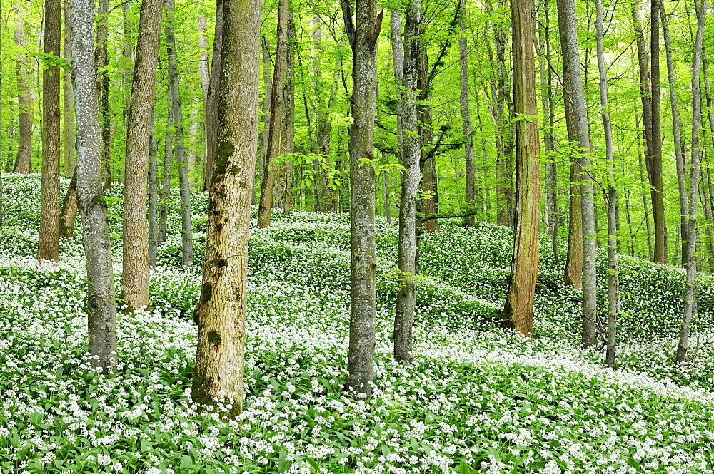 Beech forest with a blossoming Ramson field (Allium ursinum), Germany, Europe