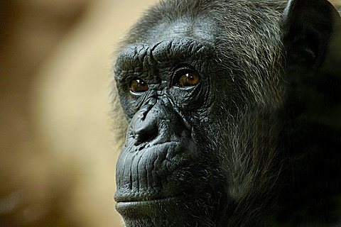 Chimpanzee