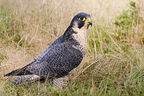 Peregrine Falcon (Falco peregrinus) sitting in the tall grass, Vulkaneifel, Rhineland-Palatinate, Germany, Europe