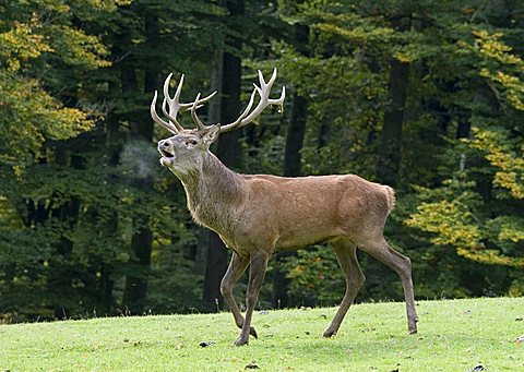 Red Deer (Cervus elaphus) during the rutting season, Daun wildlife park, Vulkaneifel area, Rhineland Palatinate, Germany, Europe