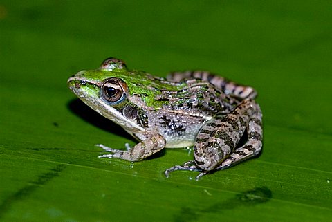 Mascarene Grass Frog or Mascarene Ridged Frog (Ptychadena mascareniensis), Madagascar, Africa