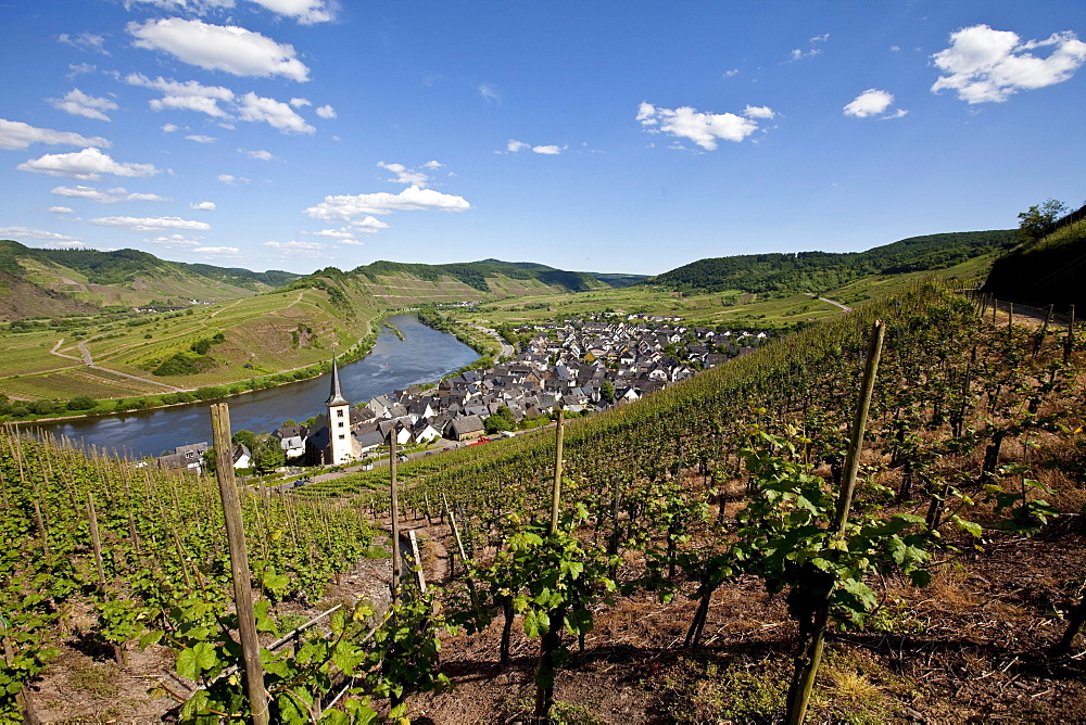 View on to the Moselle River loop near the town of Bremm, district of Cochem-Zell, Mosel, Rhineland-Palatinate, Germany, Europe