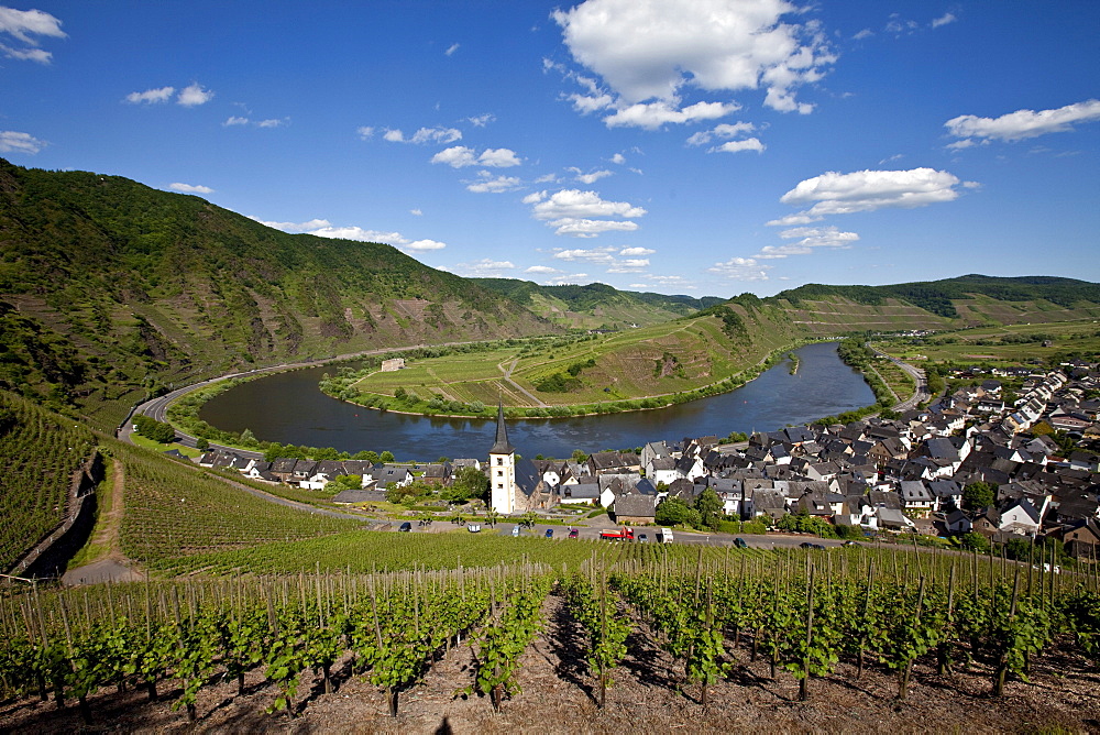 View on to the Moselle River loop near the town of Bremm, district of Cochem-Zell, Moselle, Rhineland-Palatinate, Germany, Europe