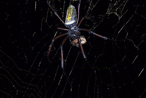 Golden Silk Orb-web or Orbweaver Spider (Nephila clavipes), Madagascar, Africa