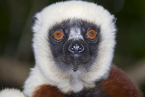 Coquerel's Sifaka (Propithecus coquereli), Madagascar, Africa