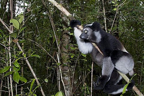 Indri or Babakoto (Indri indri), Madagascar, Africa