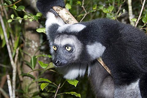 Indri or Babakoto (Indri indri), Madagascar, Africa