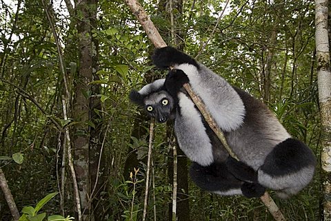 Indri or Babakoto (Indri indri), Madagascar, Africa