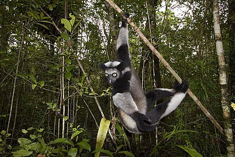 Indri or Babakoto (Indri indri), Madagascar, Africa