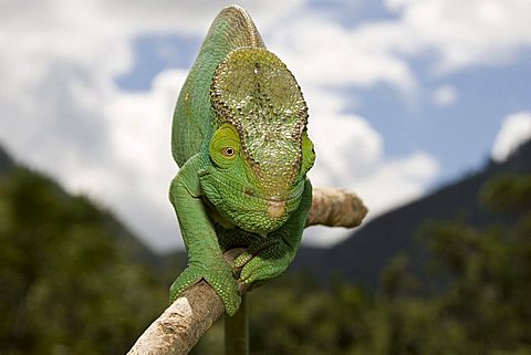 Parson's Chameleon (Calumma parsonii), male, Madagascar, Africa