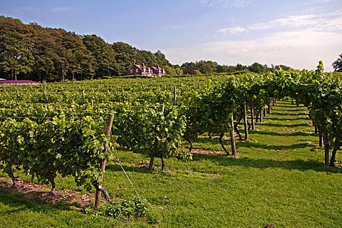 Wine cultivation in Leeds Castle, Leeds, county of Kent, England, Europe