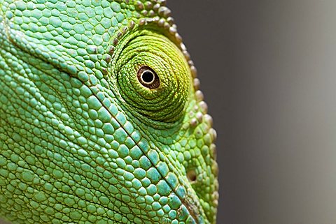 Parson's Chameleon (Calumma parsonii), female, Madagascar, Africa