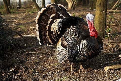 Turkey (Meleagris gallopavo) on a farm, Tauchersreuth, Middle Franconia, Bavaria, Germany, Europe